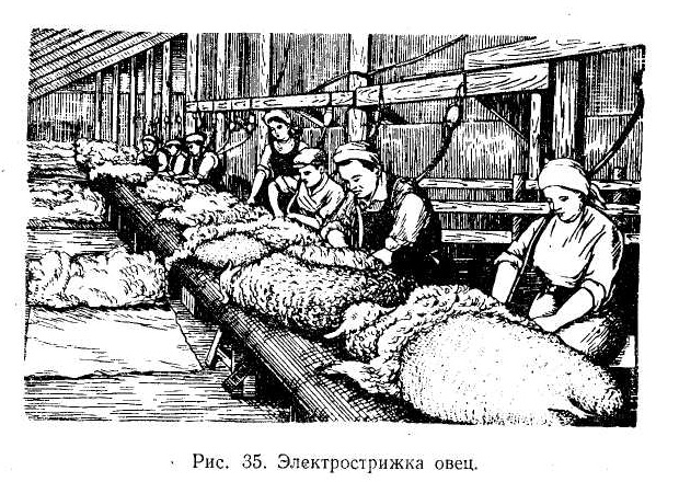 Овцы Овцы